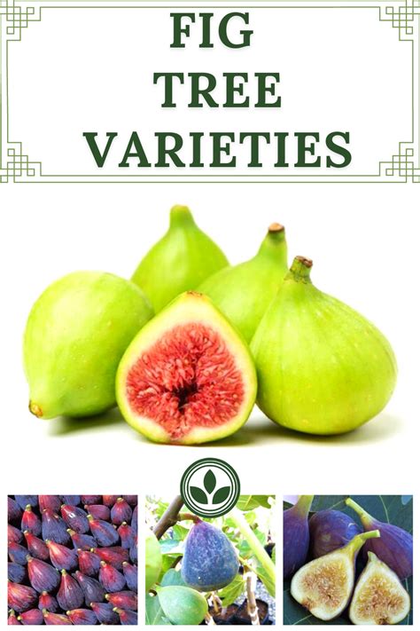 Fig Tree Varieties Fig Tree Fig Types Of Figs