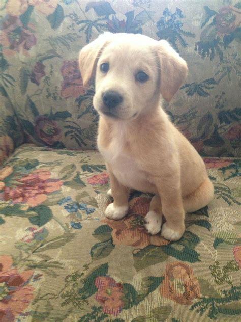 Yellow Lab Border Collie Mix Stom