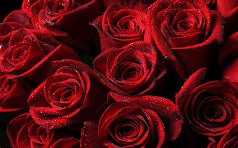 Flowers Beautiful Dark Red Roses With Drops Water Wallpaper Widescreen Hd Wallpapers Com