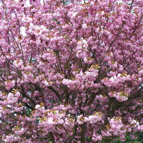 Ornamental Cherry The Good Earth Garden Center