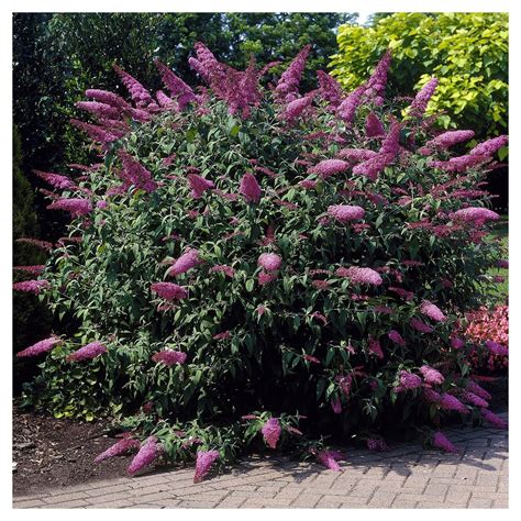 This shrub blooms in zones 2 to 7. Buddleia 'Pink Delight' 1pc - National Plant Network U.S.D ...