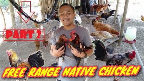 Free Range Native Chicken Farming Part 2 Filipino Living Youtube