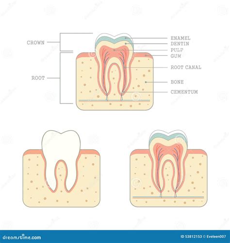 Human Tooth Structure Vector Diagram The Anatomy Of The Tooth Cross