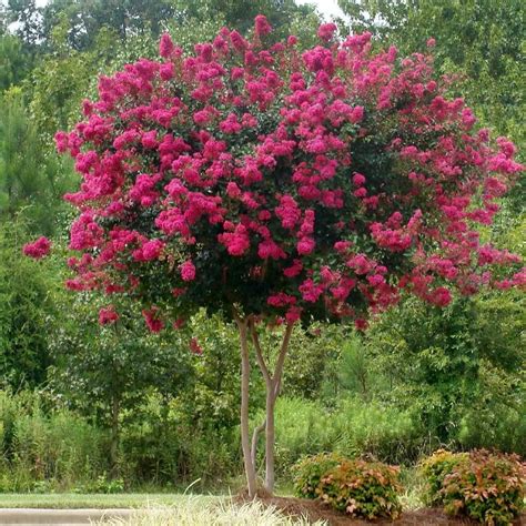 Pink Velour Crape Myrtle Trees For Sale Pink