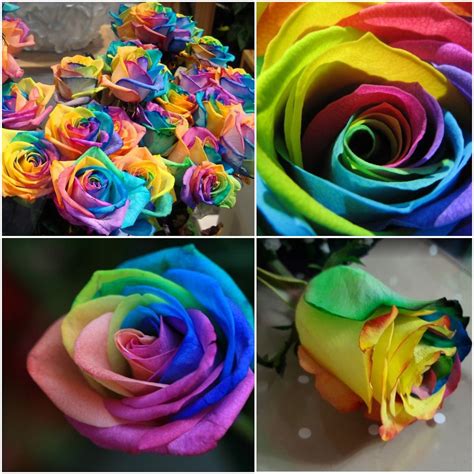 50 Colorful Rose Seeds Rainbow Rose Flower Rose Flower Seed Etsy
