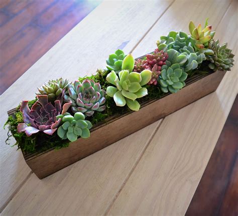 Succulent Planter In Los Angeles Ca My Blooming Business