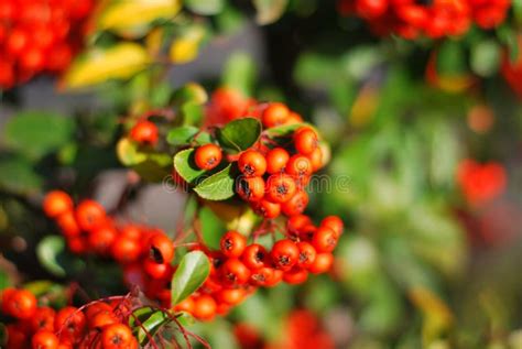 Pyracantha Angustifolia With Bright Orange Berries In The Sunlight