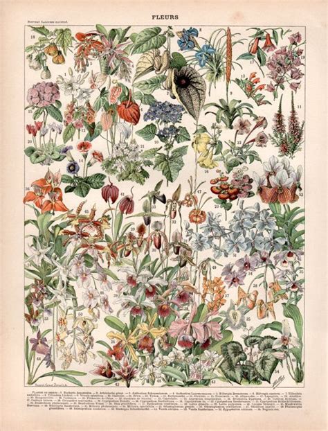 Tropical Flowers Antique Botanical Print Plant By Craftissimo