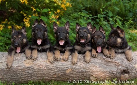 German Shepherd Puppies Wallpapers Wallpaper Cave