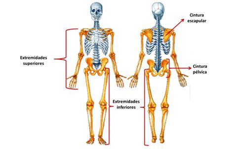 El Esqueleto Humano Para Niños Completo Y Sus Partes Esqueleto