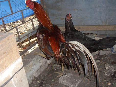 Pembiak Ayam Ratu Lhk Dan Malaysia Indio Gigante Ayam Sabung Di Kg Besar Agrofarm Siamese