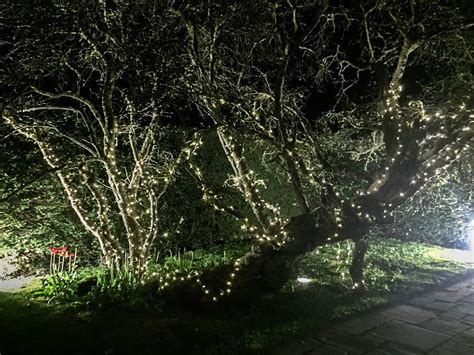 Tree Fairy Lights For Weddings And Events In Surrey Fairylights