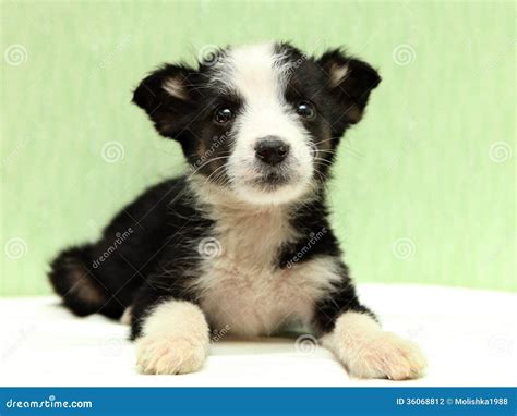 The Little Black And White Puppy On Bed Stock Photo Image Of