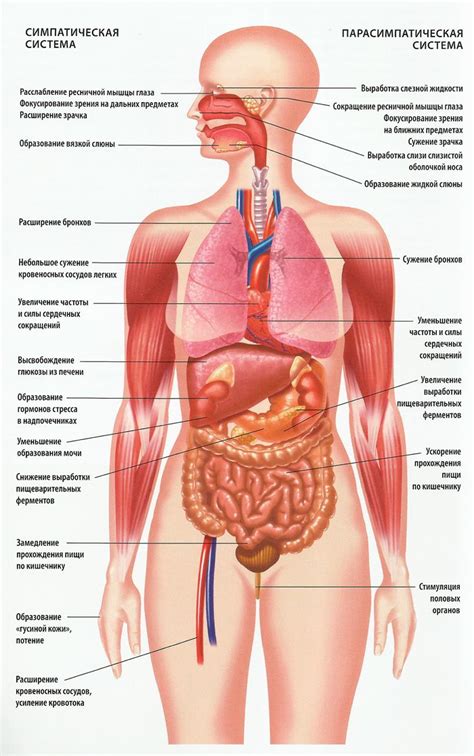 Human Body Anatomy Muscle Anatomy Medical Drawings Anatomy Images