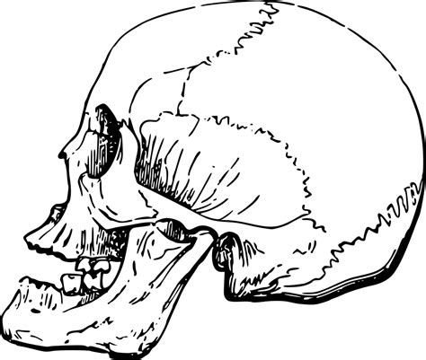 Onlinelabels Clip Art Side Skull