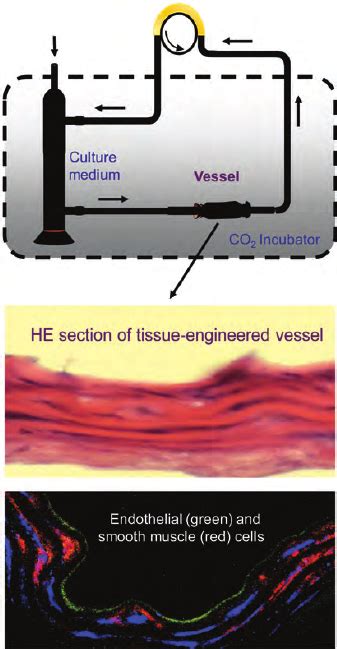 A Flow System Serves As A Bioreactor For Vascular Tissue Engineering