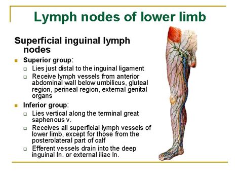 What Do Pelvic Lymph Nodes Drain Best Drain Photos Primagemorg