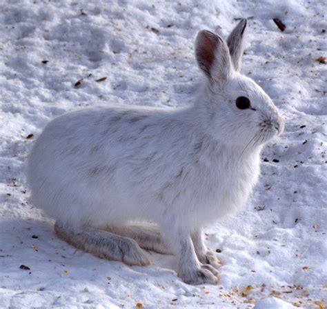 Snowshoe Hares Predated For Wearing White Out Of Season Knkx