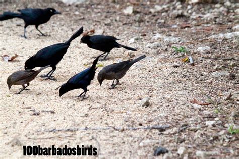 Birds Of Barbados May 12 Birding Photographs