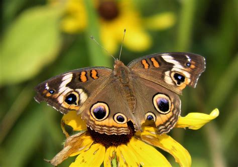 Mangrove And Common Buckeye Butterflies A Classic Case Of Sibling