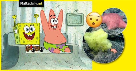 Real Life Spongebob And Patrick Found By Marine Scientist
