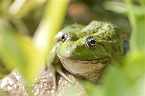 Free Picture Green Frog Amphibian Frog Reptile Macro