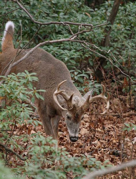 Country Captures Whitetail Scrape