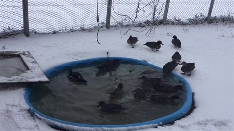 Ducks First Snow Youtube