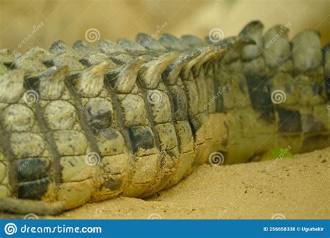 Crocodile Skin Stock Photo Image Of Color Skin Wild 256658338