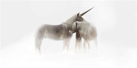 Unicorn Myth Or Spirit Animal — Palos Verdes Pulse