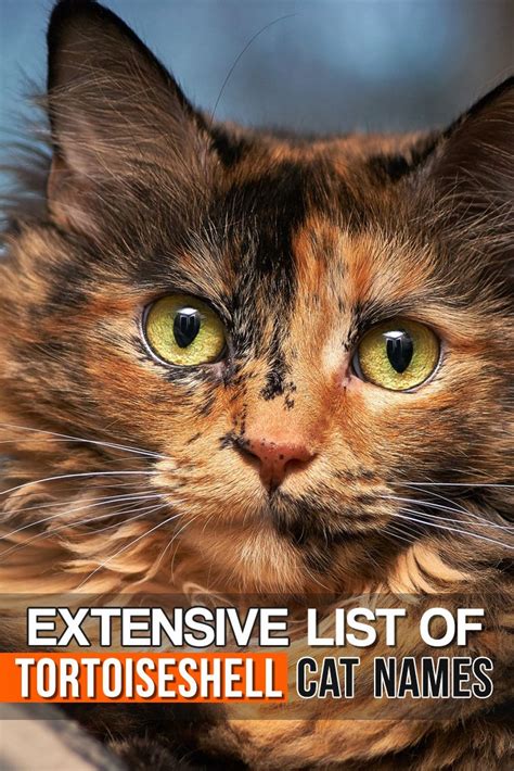 So start by writing down all your top picks, and then going over a shorter roundup. Extensive list of tortoiseshell cat names #pet #pets #dog ...