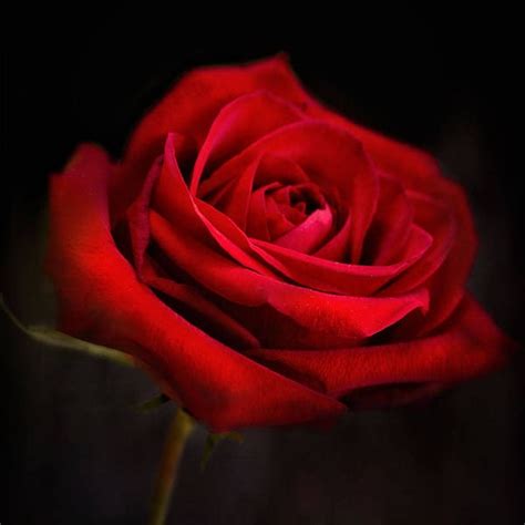 Dark Red Rose Etsy