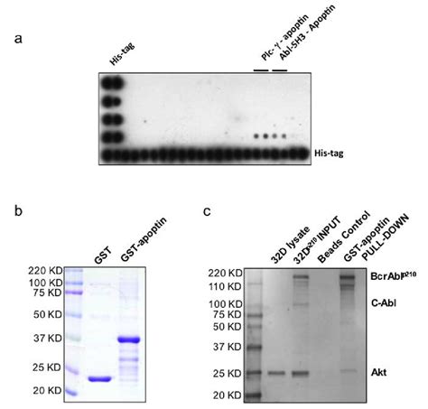Apoptin Interacts With The Sh3 Domain Of Abl Confirmation Of