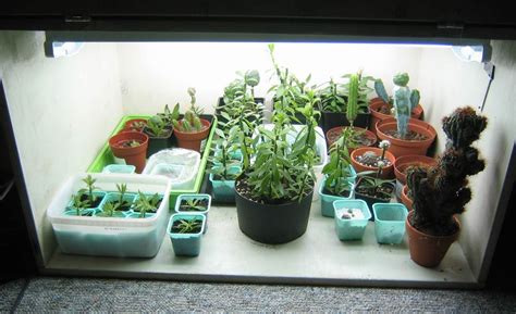 We did not find results for: Growing cacti for fun: New growbox
