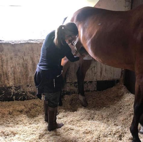 Wanita Di Inggris Ini Punya Pekerjaan Bersihkan Alat Kelamin Kuda