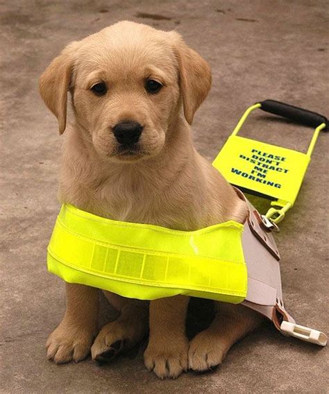 21 Best Super Cute Guide Dogs Images On Pinterest Service Dogs