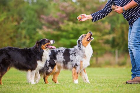 Are Australian Shepherds Aggressive And How To Stop Aggression