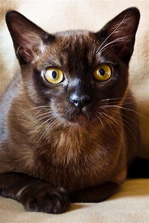 63 Best Images About Burmese Cats On Pinterest Havana