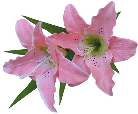 Pink Lily Clipart 20 Free Cliparts Download Images On Clipground 2023