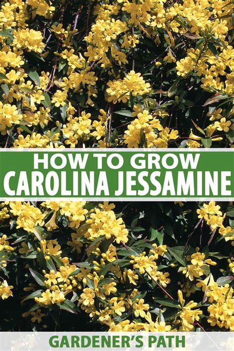 How To Grow Carolina Jessamine Gardeners Path