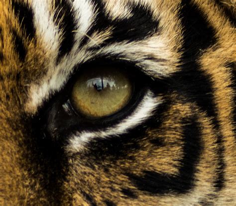 Tiger Eye Christopher Allen Flickr