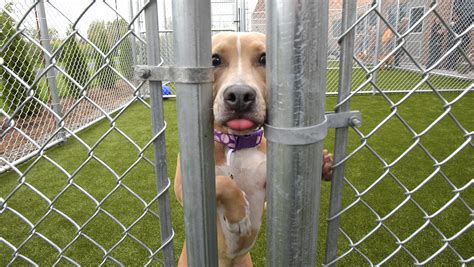 New Oakland County Animal Shelter And Adoption Center