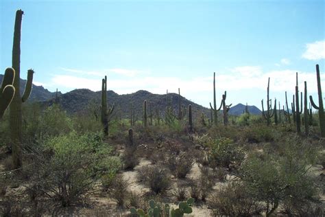 Zingtech Arizona Canyons And Cacti