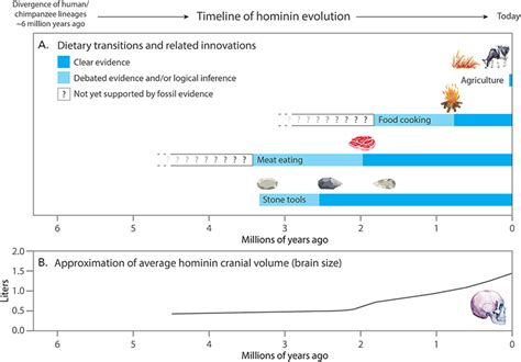 Human Diet Evolution Meat Fire And Tapeworms · Frontiers For Young Minds