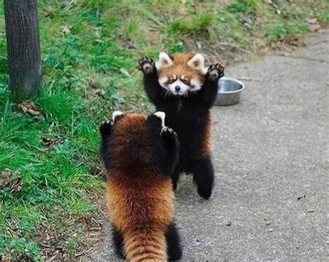 When The Red Panda Feels Threatened They Stand Up With Their Paws In