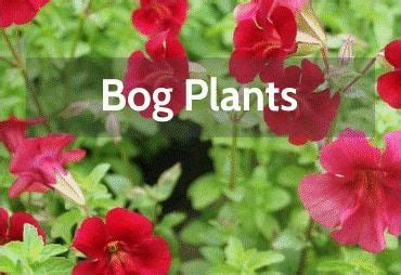 Merebrook pond plants draw on decades of experience in water gardening to help you take your pond, lake or tub garden to the next level. bog-plants | Bog plants, Pond plants, Plants