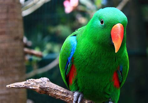 8 Top Green Parrots To Keep As Pets Part 1 World Pets Centre