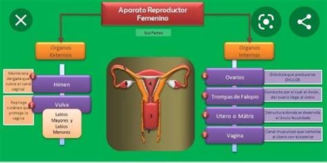 Realiza Un Mapa Conceptual Donde Expliques El Aparato Reproductor