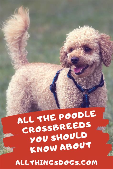 Poodle Crossbreed Poodle Cross Breeds Every Dog Breed Poodle Mix