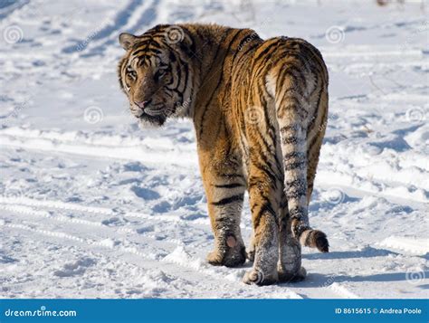 Siberian Tiger Looking Back Royalty Free Stock Photo Image 8615615